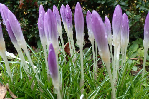 Krokusse