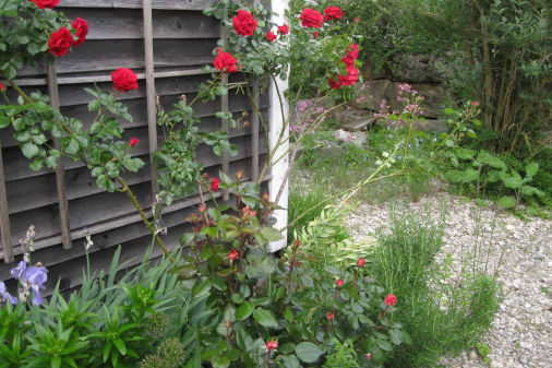 Rosengitter